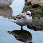 Red phalarope (Winter Plumage)