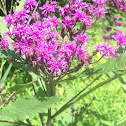 New York Ironweed