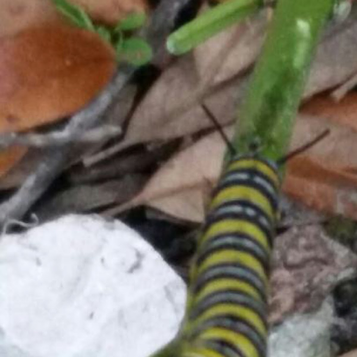 Monarch Butterfly Larvae