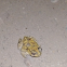 Common Indian Toad