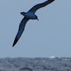 Scopoli's shearwater; Pardela cenicienta