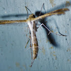 Plume Moth