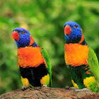 Rainbow Lorikeet