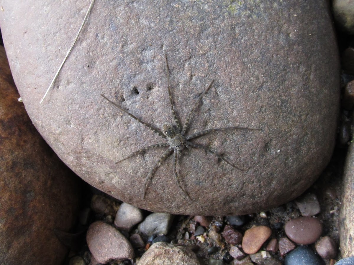 Unknown Fishing spider