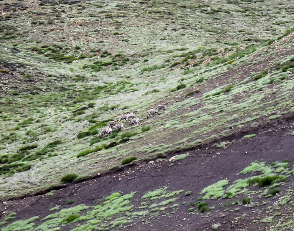 deer+himalayan+Spiti+india.jpg