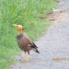 Common Myna (bald)