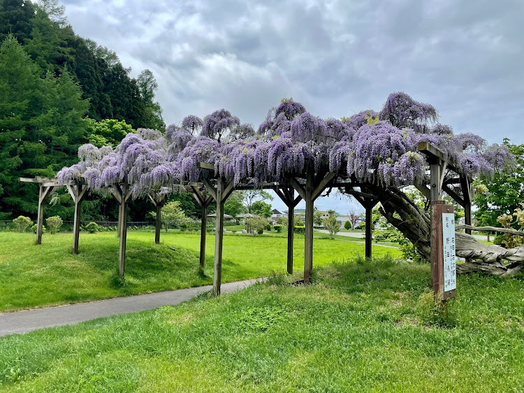 ノアのチームローガン北海道・ドライブ・フジの花・ここには鬼もいないね〜🤣に関するカスタム事例の投稿画像2枚目