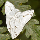 Drepanid Moths