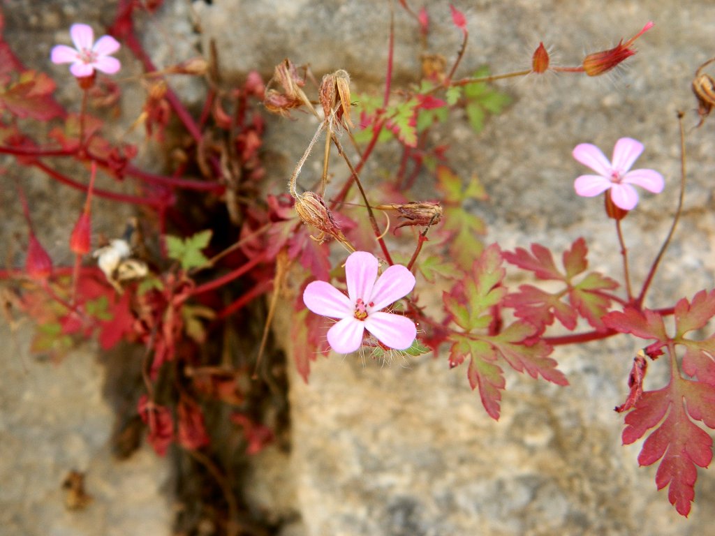 Herb-Robert cranesbill