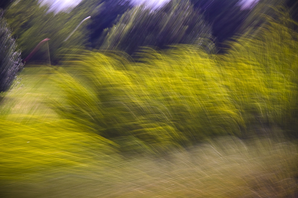 Vegetazione in Movimento di lcanest