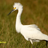 Snowy Egret