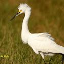 Snowy Egret