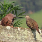 Ruddy Ground-Dove