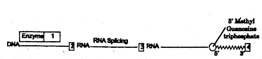 Transcription: Synthesis of RNA
