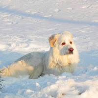 Maremmano sulla neve di Franco55