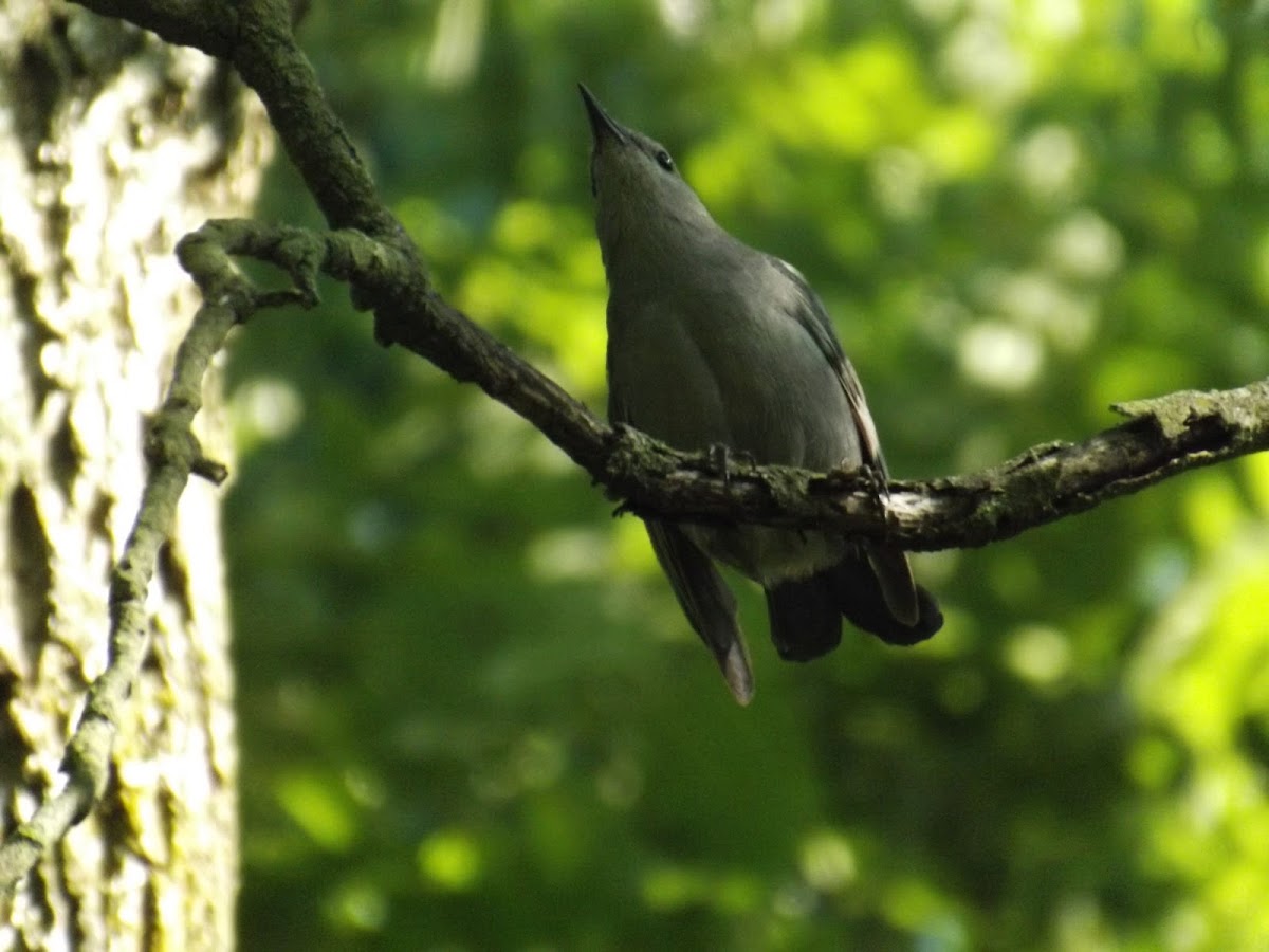 Gray catbird