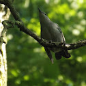 Gray catbird