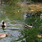 Common moorhen (with Mallard ducks)