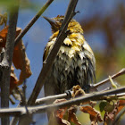 Bullock's Oriole (female)