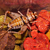 Tropical Banded House Cricket