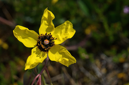 Tuberaria globulariifolia