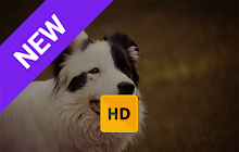 Collie Wallpaper HD New Tab Theme© small promo image