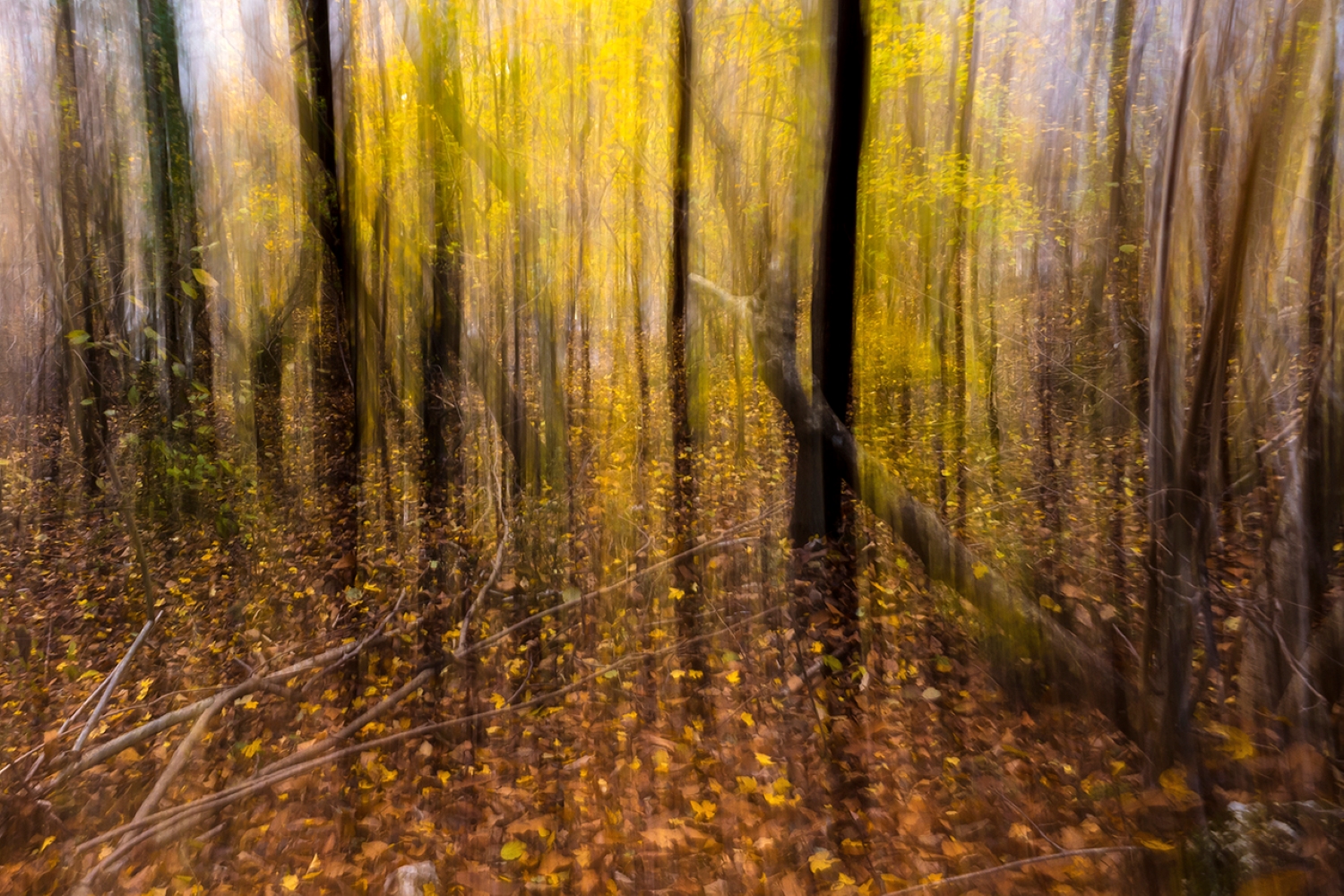 Tavolozza d'autunno. di brunosma