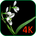 Flowers On Black VWallpaper Apk