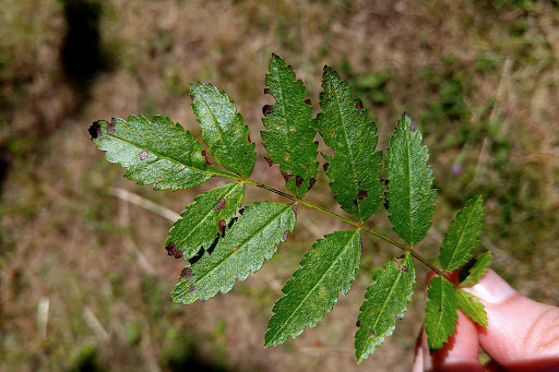 Sorbus aucuparia