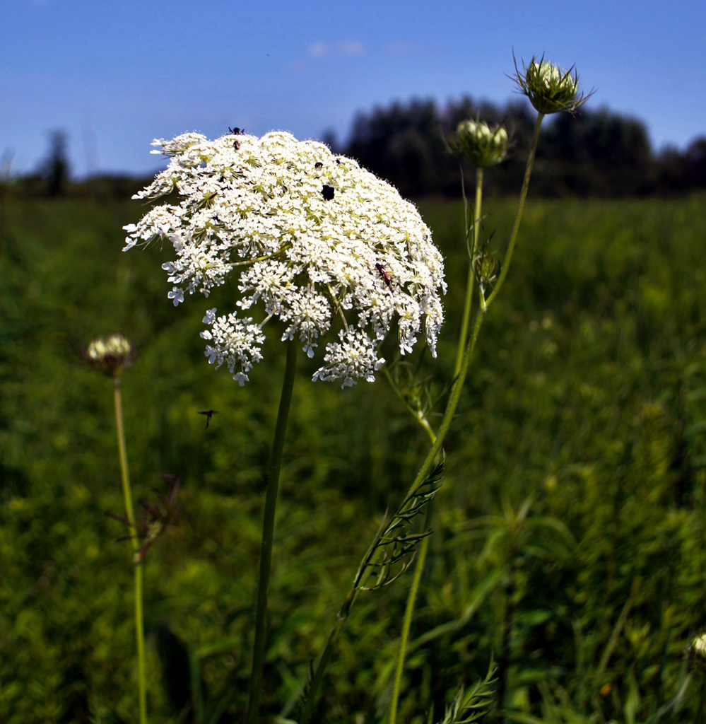 Queen Anne's Lace