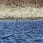 Green-winged Teal