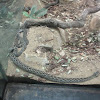 Lance-headed Rattlesnake