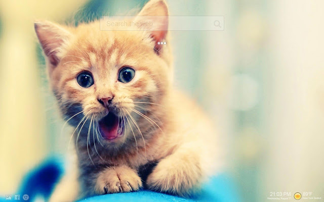 Cute Kittens HD NewTab