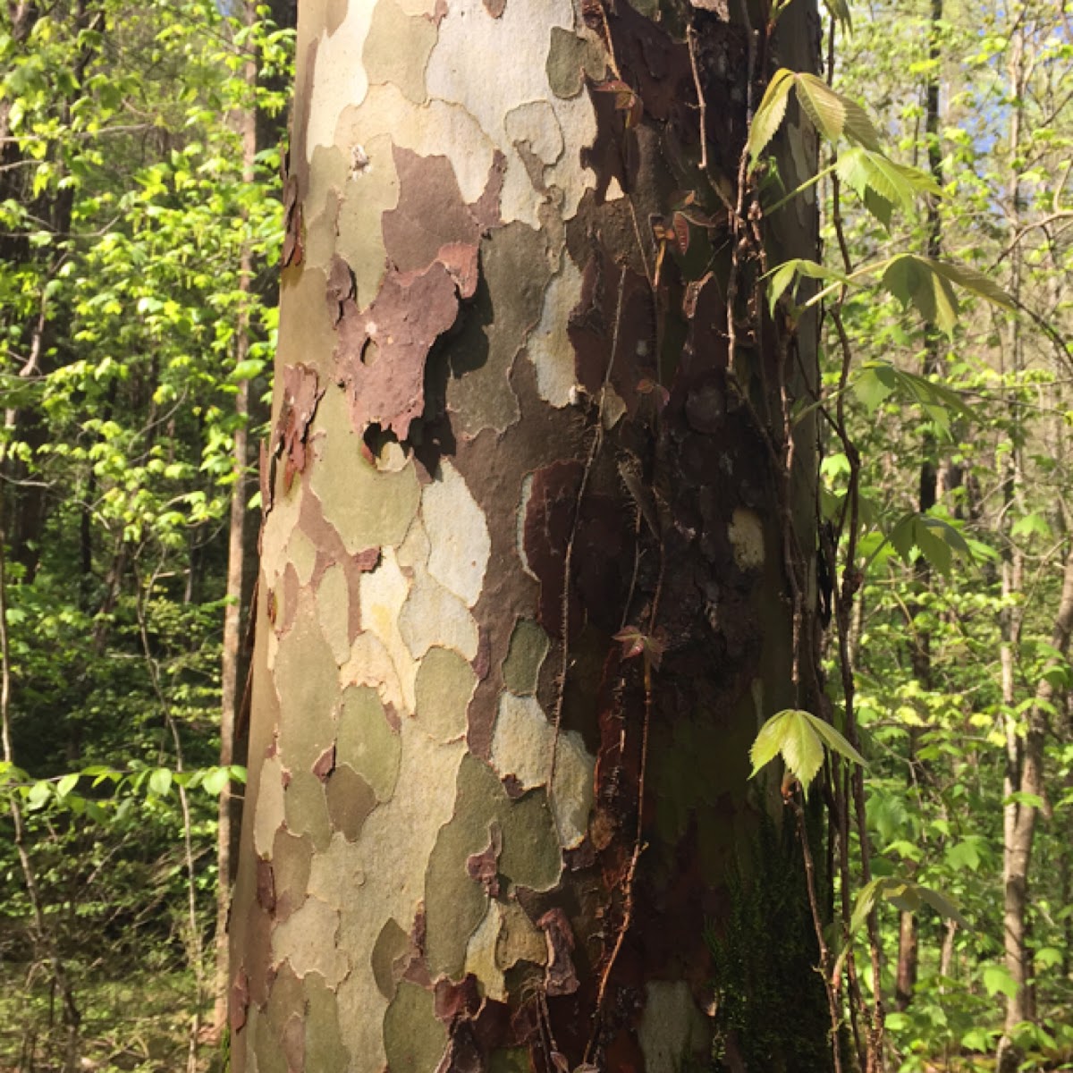 American Sycamore