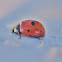 Ladybird beetle C-7