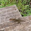 Dominican Anole