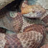 Copperhead