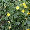 Celandine