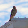 Red-shouldered Hawk