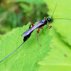 Ichneumon Wasp(female)