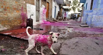 05-03-2020-irresponsible-behaviours-on-holi_stray_animals.jpg