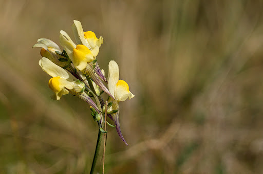 Linaria polygalifolia