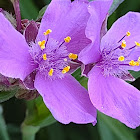 Spiderwort