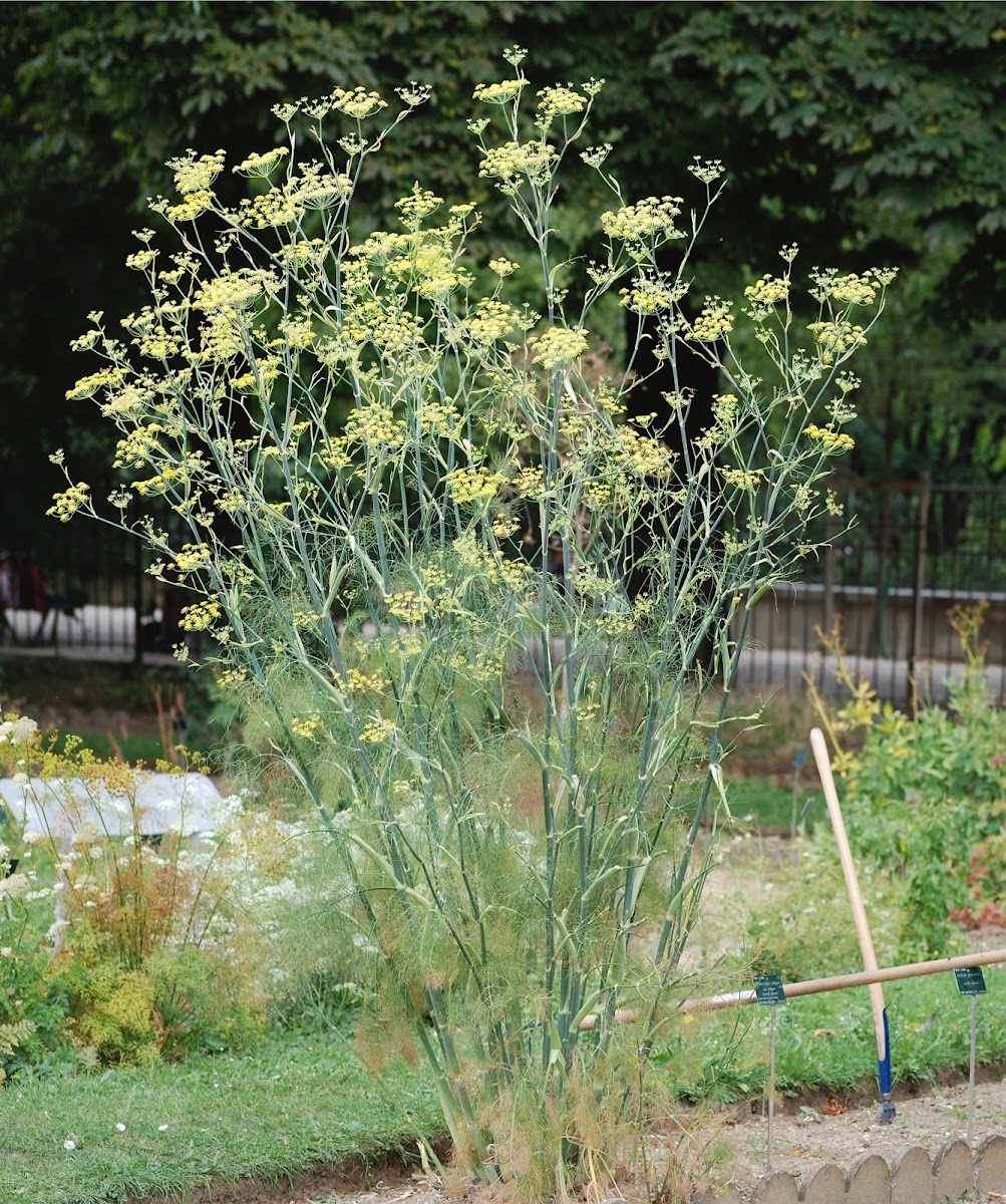 fennel