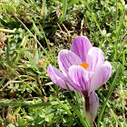 Crocus