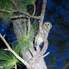 Barred Owl