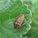 Shield Bug