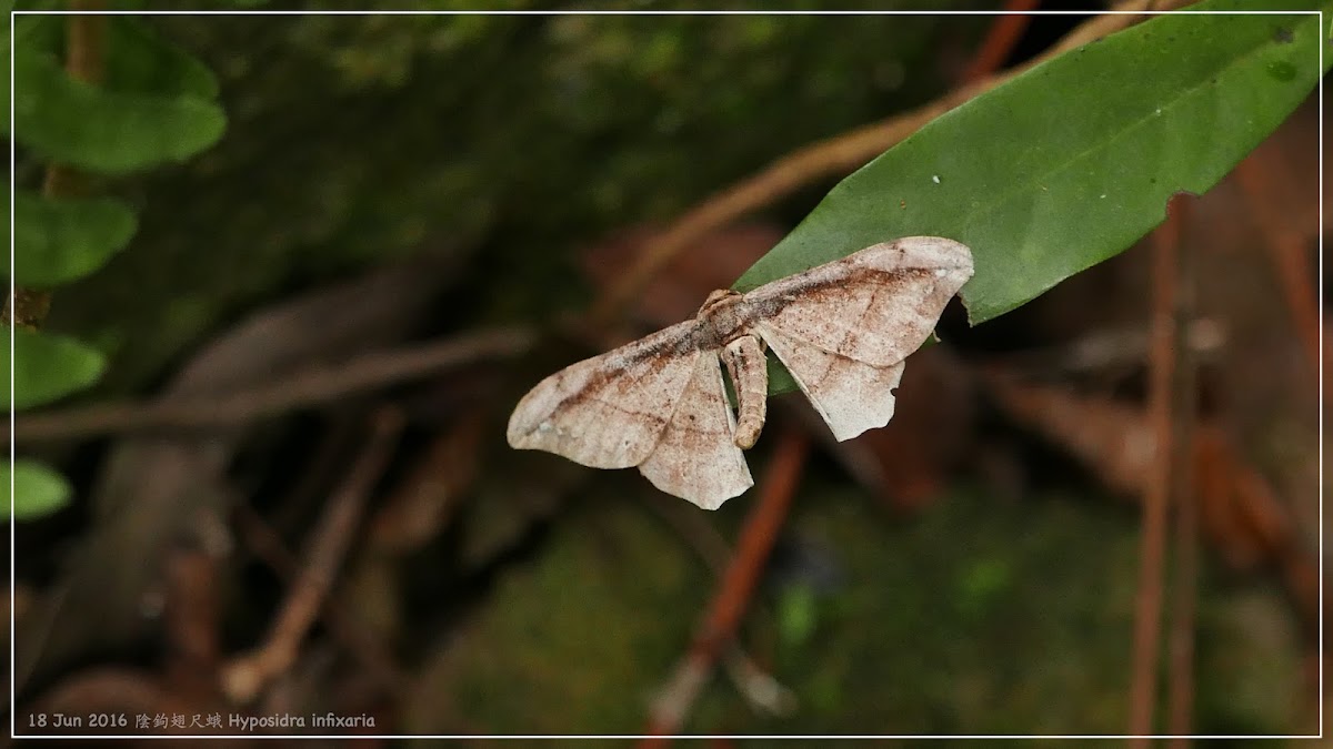 Hyposidra infixaria 陰鉤翅尺蛾