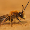 Andrena haemorrhoa