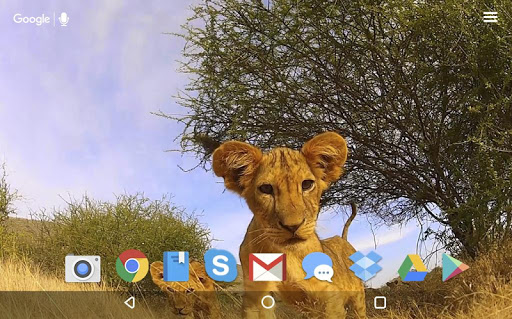 Little Lion Cub Live Wallpaper